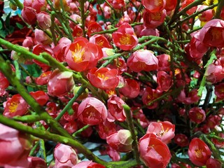 close-up of artificial ornamental plants, beautiful vibrant multi-colored flowers with green leaves