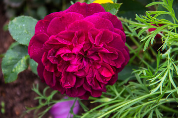 Beautiful  burgundy rose flower blooming in the garden..Flowering close-up. Green leaf background.