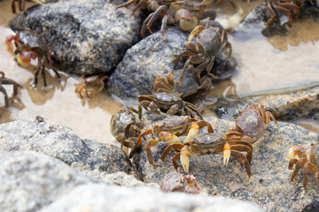 A group of small crabs on the rocks of a beach