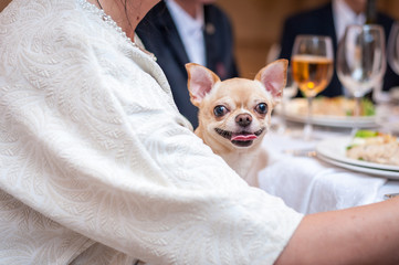 mini Chihuahua in the hands of the hostess at the Banquet table.
