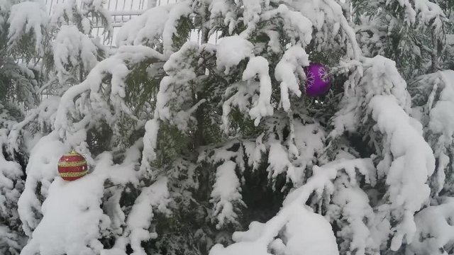 snowy fir trees in winter, Christmas decorations