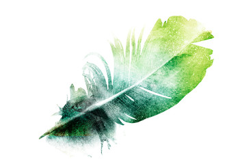 Watercolor feather with butterfly © suns07butterfly