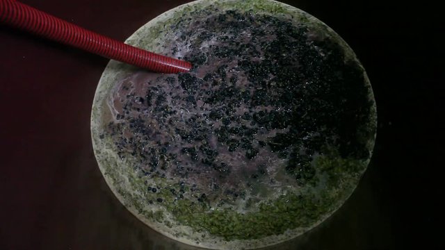 Vindima, Apanha da Uva