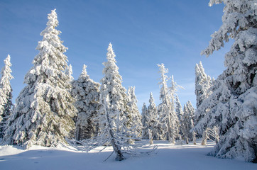 Fototapeta na wymiar Snowy countryside with trees covered by ice, Czech Republic