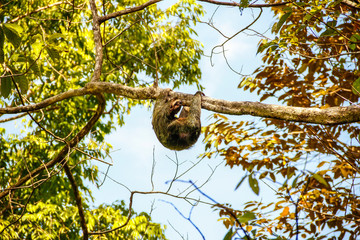 Fototapeta premium A sloth in the Manuel Antonio National Park. Costa Rica