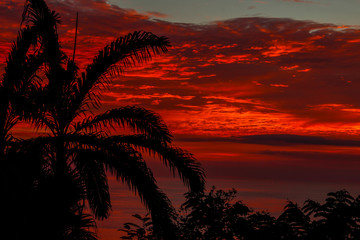 Fototapeta na wymiar Detail of a palm tree in the red sunset in the Manuel Antonio National Park. Costa Rica