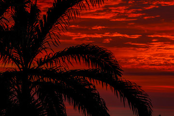Fototapeta na wymiar Detail of a palm tree at sunset in the Manuel Antonio National Park. Costa Rica