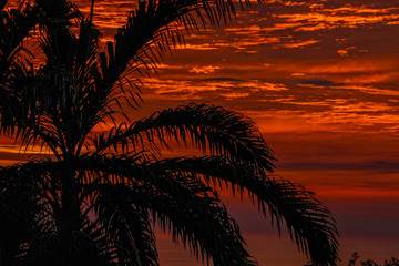 Fototapeta na wymiar A palm tree at sunset in the Manuel Antonio National Park. Costa Rica