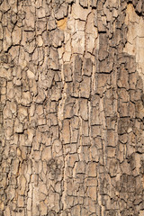 Brownish Tree Bark Texture Close Up