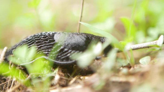 Parque Natural da Serra da Estrela - Lesma