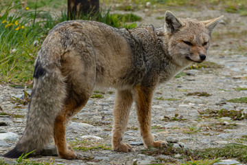 lateral plane of a fox