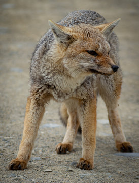 close-up of a fox looking to his left