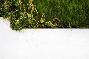 white wall with ivy flowing over the edges