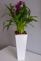 Elegant house plant in white pot