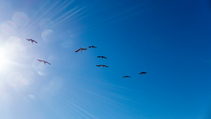 Seagulls in blue sky