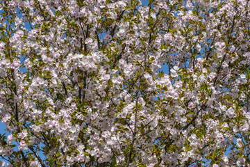 cherry blossoms in spring