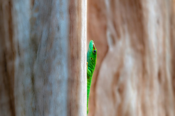 Close up of a Madagascar Giant Day Gecko sitting behind wood
