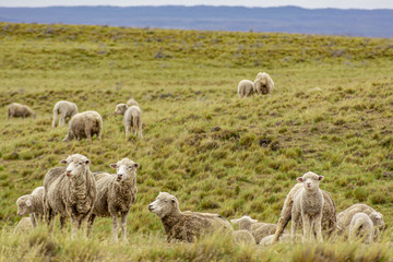 Obraz premium sheep watching over green field