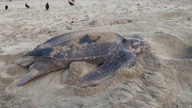 Leatherback sea turtles nesting on the beach