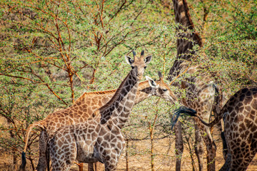 Baby of giraffe, Giraffa camelopardalis reticulata in Bandia reserve, Senegal. It is close up wildlife photo of animal in Africa. There are adult giraffes and their children.