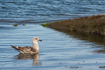 bird resting in the water