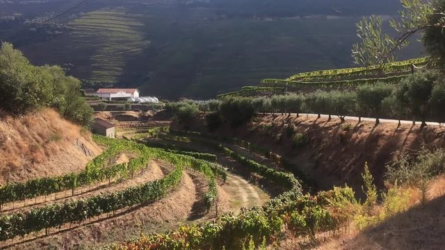 Vinhas e Vindima no Douro - Quinta da Rueda