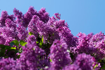 branch of lilac on background of blue sky
