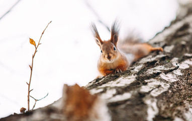 Naklejka na ściany i meble Autumn squirrel sits on a birch branch. Wild animal. Autumn forest.