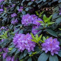 pink flowers of lilac