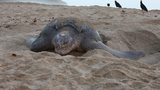 Giant Leatherback Sea Turtle nesting on the beach In Trinidad