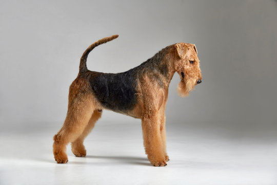 Cute airedale terrier. Purebred dog. Studio shot. Gray background