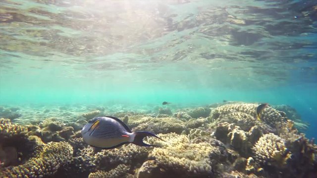 Underwater and Freediving in Egypt