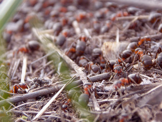 anthill
