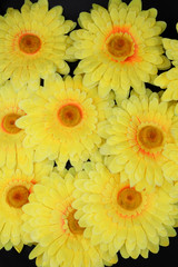 A beautiful background image on a black background of several yellow gerberas, chrysanthemums.