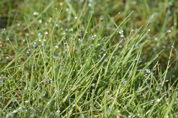 Gras
