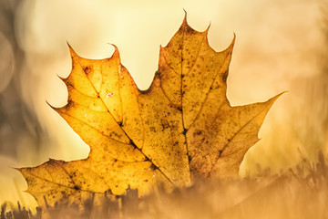 Yellow maple leaf