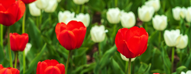 Fototapeta premium beautiful colorful red and white tulips flowers bloom in spring garden.