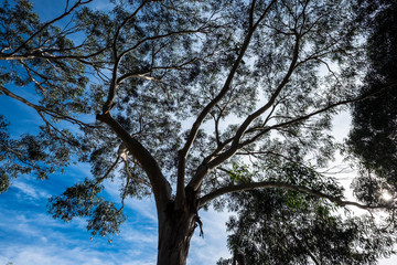 Fototapeta premium Grat Ocean Road Melbourne