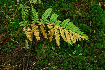 Fern green and yellow