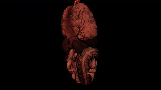 The internal organs of a human-being rotating 360 degrees against a black background - seamless looping.