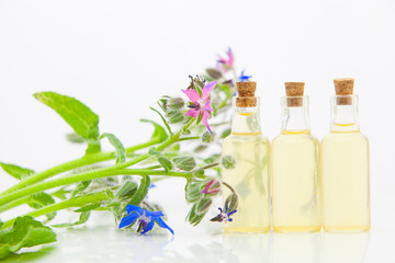 Obraz na płótnie Canvas borago essential oil in beautiful bottle on White background
