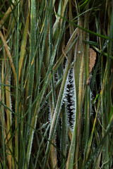 frozen grass texture on the ground in early winter