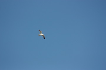 Move im Flug
