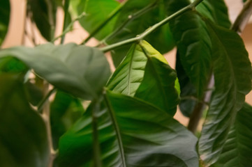  Lemon. The leaves of a lemon tree.