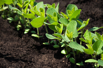 A row of young soybean shoots stretches up. Rows of soy plants on an agricultural plantation. Selective focus.