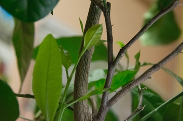  Lemon. The leaves of a lemon tree.