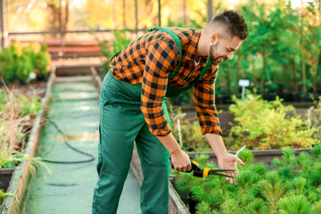 Fototapeta premium Handsome male gardener working in greenhouse