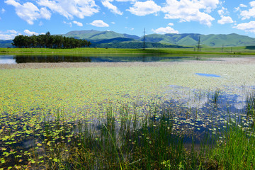 Beautiful lake landscape with aquatic plants,Armenia