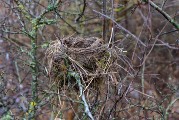Close up nest in bare tree during autumn