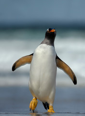 Gentoo penguin on a sandy coast